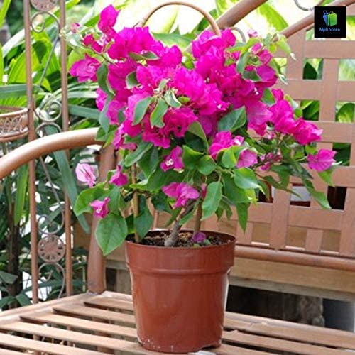 See full amazon price history chart for Mphmi Bougainvillea (Pink) - Plant (Plant Height 4 inches, Pack of 1 Bougainvillea (Pink) Plant) Mphmi Bougainvillea (Pink) - Plant (Plant Height 4 inches, Pack of 1 Bougainvillea (Pink) Plant) (B08SWL2T57) Amazon Price History, Amazon Price Tracker