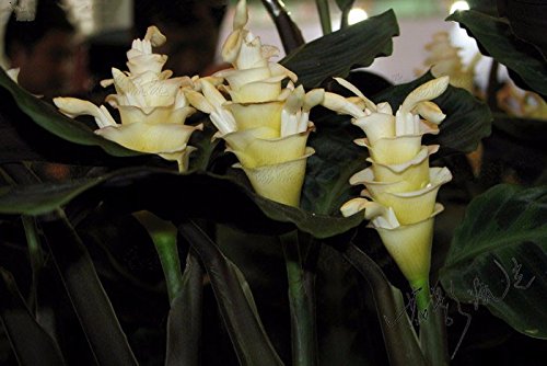 elefantenfuß kaufen ikea Elefantenfuss | Beaucarnea recurvata