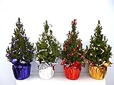 Kerstboom versierde Conica in decoratieve pot voor buiten/binnen ruimtes ca. 50 cm (met manchet + plooiband paars)