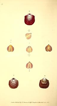 Naturalists Repository 1824 Lamp Anomia Poster Print by E Donovan 24 x 36