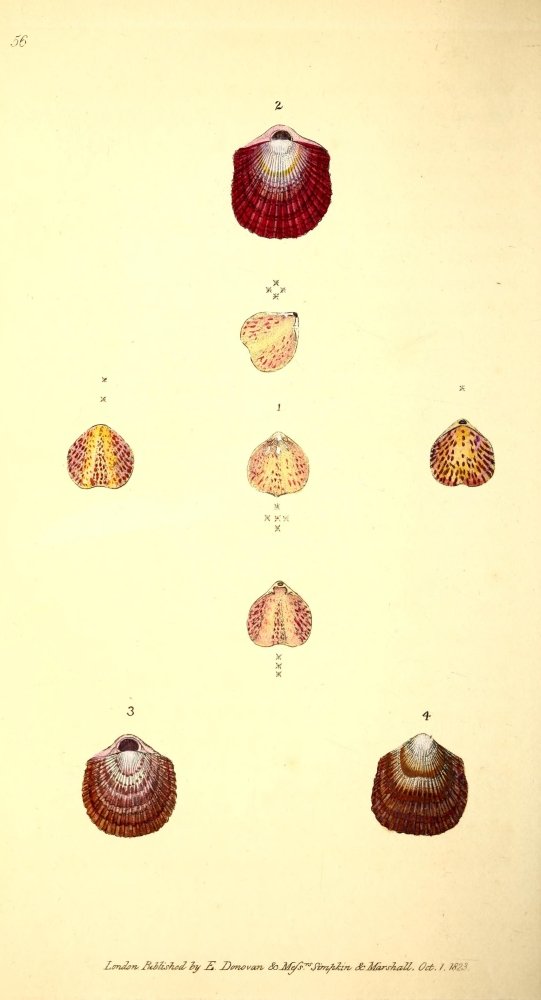 PosterazziNaturalist's Repository 1824 Lamp Anomia Poster Print by E. Donovan, (18 x 24)
