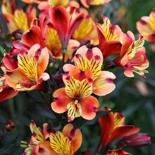 Plant Theory Indian Summer Peruvian Lily Perennials Outdoor Flowering Plants Alstroemeria in Orange 2L Pot