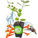 Trumpet Honeysuckle Vine Lonicera Sempervirens Live Plant