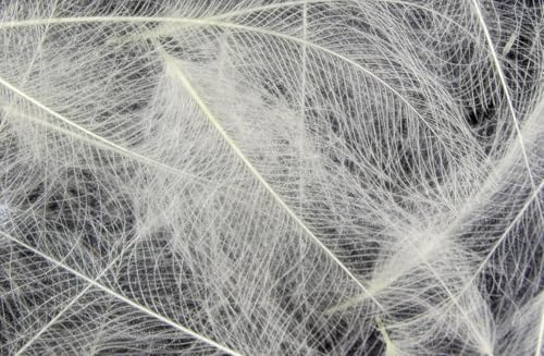 Hareline Fly Tying Cul de Canard (CDC) - Natural CDC Feathers for Fly Tying Dry Flies, Emergers & Comparaduns