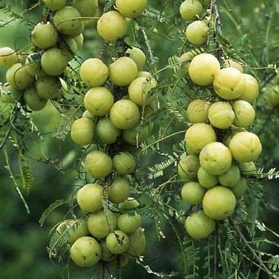See full amazon price history chart for Plantazee All Season Gardens Amla Plum Plant Phyllanthus Emblica Indian Gooseberry Medicine Cough Plant (1 Plant) Plantazee All Season Gardens Amla Plum Plant Phyllanthus Emblica Indian Gooseberry Medicine Cough Plant (1 Plant) (B07QDJKNCZ) Amazon Price History, Amazon Price Tracker