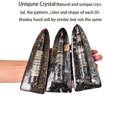 Image of JIC Gem Orthoceras Fossil Frome Morocco(5-6 Inches)