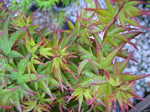 Tatoo Dwarf Japanese Maple 1 - Year Live Plant #TOP1