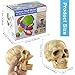 Merinden Mini Human Skull Model - 15-Part Half-Size Anatomy Model with Guidebook - Miniature Anatomical Skull for Medical Teaching, Biology Study & Lab Display