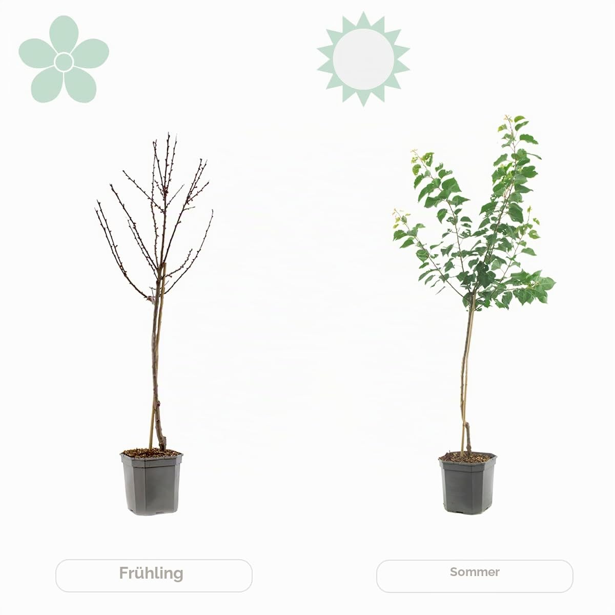 Bloomique - Citrus Limon - Zitrone - Zitronenbaum - Zitrusbaum - Obstbaum - Gartenpflanzen - Höhe 50-70 cm - Topf 19 cm