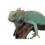 Lizard Necklace Lizard Clothes Accessories Gold Alloy Neck Chain Reptile Cool Stylish Costume Photo Props Party Lizard Clothes for Bearded Dragons Leopard Gecko Iguana Amphibians (Necklace)