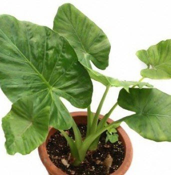 Mohomaya Beautiful Gardening Mankuchu - |Mankuchu|