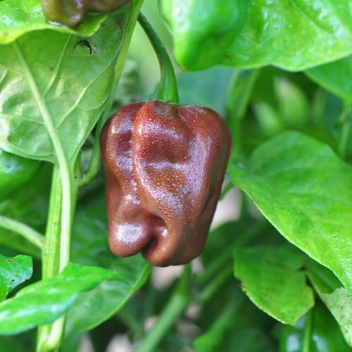 Just Seed Pepper - Habanero Chocolate - 20 Seed