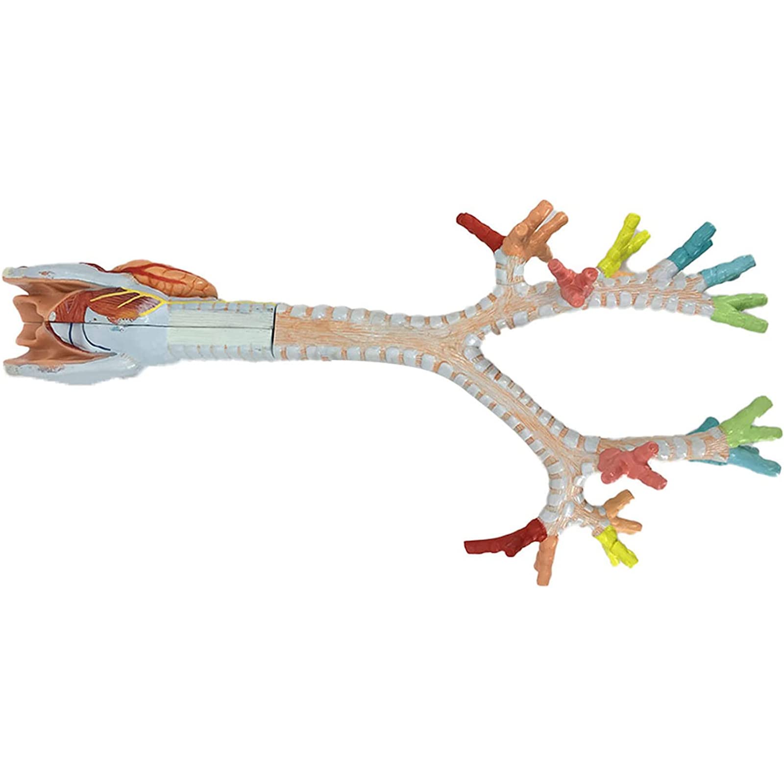 Larynx Bronchial Lung Anatomy Human Anatomy Human Larynx Tracheobronchial Tree Model Laryngoscope Presentation for Medical Education解剖模型 product thumbnail 6