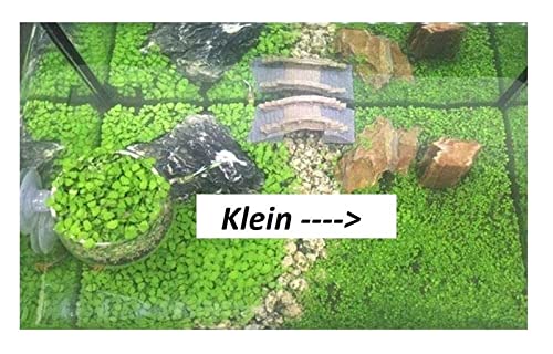 Pezzi - 30x Glossostigma Elatinoides Piccolo Tipi Zungenblatt Acquario Pflanzen-Samen A76 - Seeds & Plants Shop by Ipsa