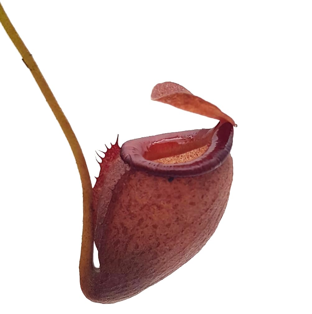 Nepenthes flava - exotische Kannenpflanze im Ø 9 cm Topf - seltene fleischfressende Pflanze - beliebte Karnivore