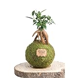 kokedamas lucciana ficus ginseng petit - kokedama intérieur | boule de mousse vivante | plante