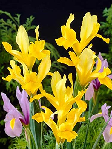 IMP. Dutch Iris Aromatic Flower Bulbs Winter Flower Home Pot/Land Gardening Bulbs Blooming planting (Pack of 9 Golden Beauty Dutch Iris)