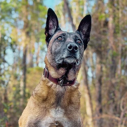 ADITYNA Hundehalsband aus Leder mit Metallschnalle, strapazierfähig, verstellbar für große und extra große Hunde, Spaziergänge und Training (Braun, passend für Halsumfang von 48,3–76,2 cm)