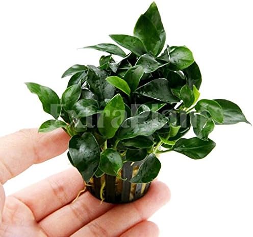 Anubias nana barteri 'PETITE' - Live Aquarium Plants Full Potted BUY2GET1FREE