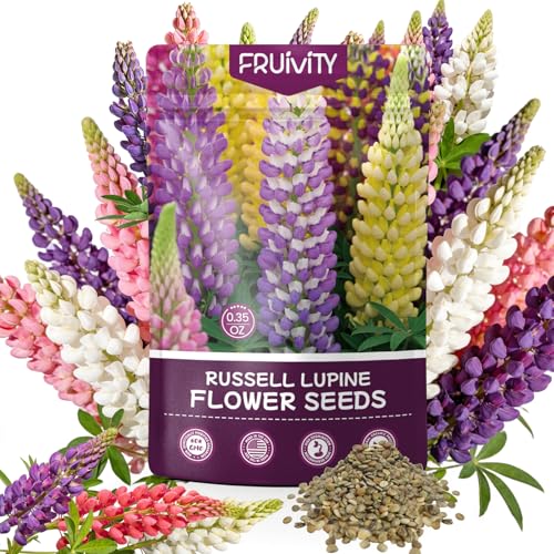 Fruivity Russell Lupine Seeds (0.35oz - 1000+ Seeds) - Mixed Color Perennial Wildflower - Lupinus polyphyllus - Heirloom Seeds for Planting Attracts Bees & Hummingbirds