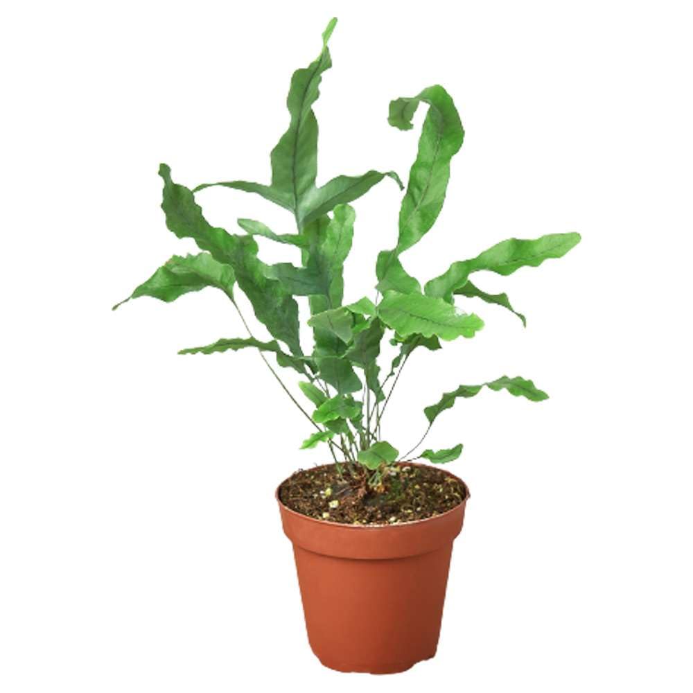 Fern Blue Star