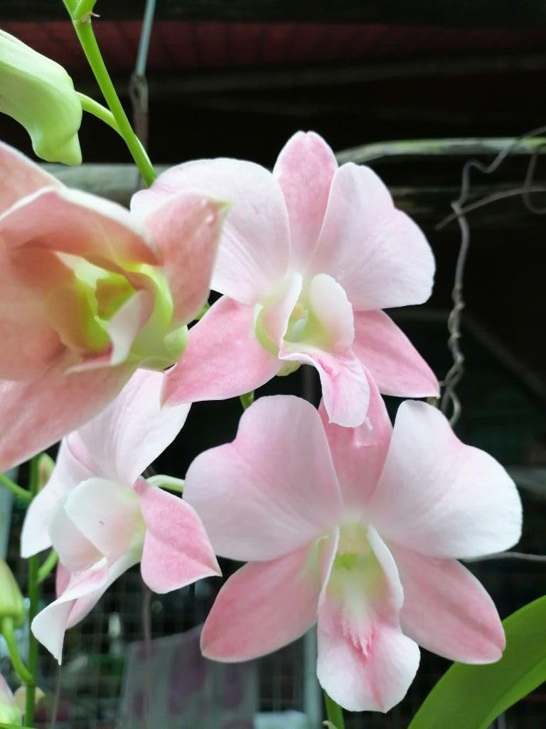 Burana Peach Dendrobium Orchid - Easy Care Houseplant -3