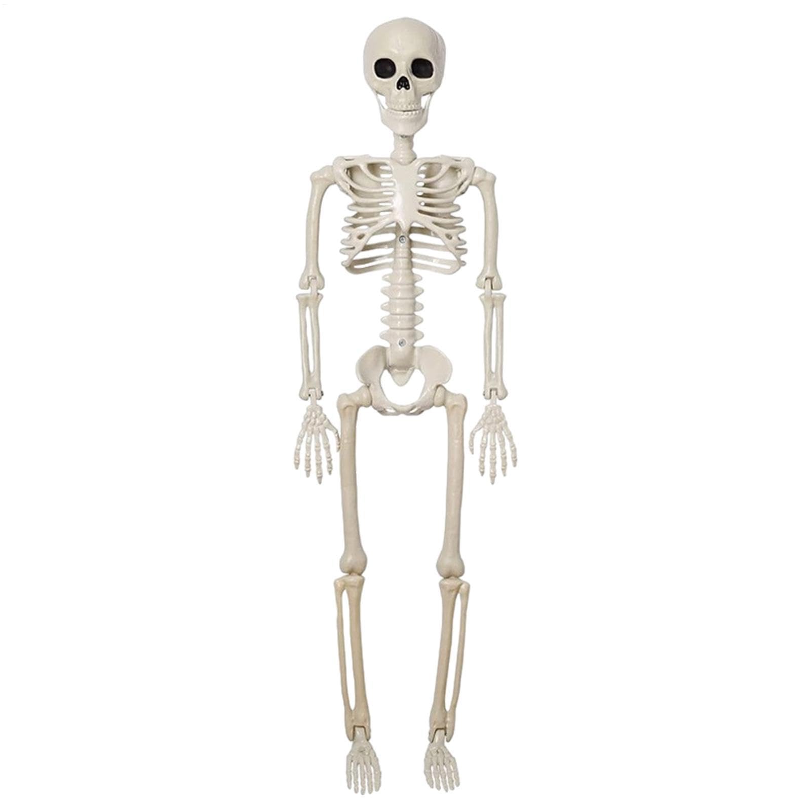 Générique Decorazioni Scheletro Halloween Ornamento osseo articolato