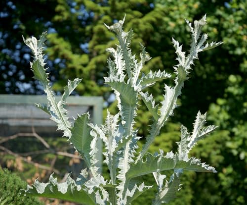 Riesendistel Onopordum acanthium 50 Samen