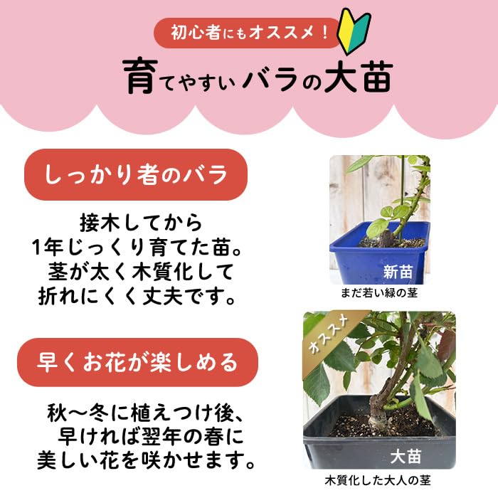 Amazon.co.jp: 予約販売 バラ苗 バラ大苗 ロサ オリエンティス プリマ