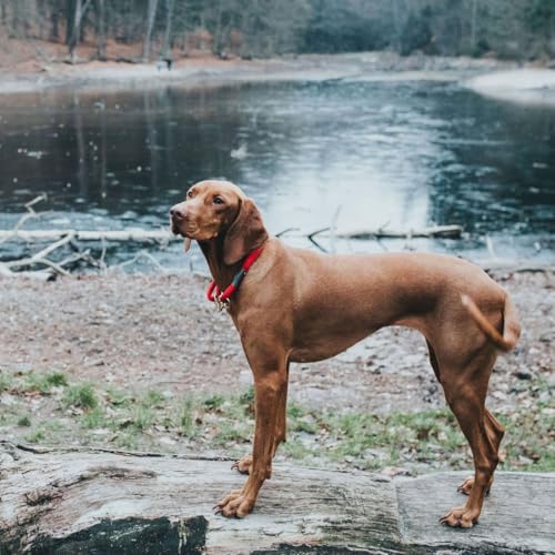 HUNTER Oss Halsung, Halsband für Hunde, Tau, Seil, Messing-Karabiner, Maritim, Rot, M-L