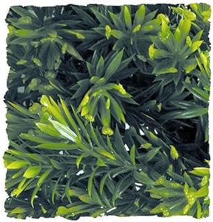 Zoo Med Laboratories SZMBU17 Natural Bushy Borneo Star, Small