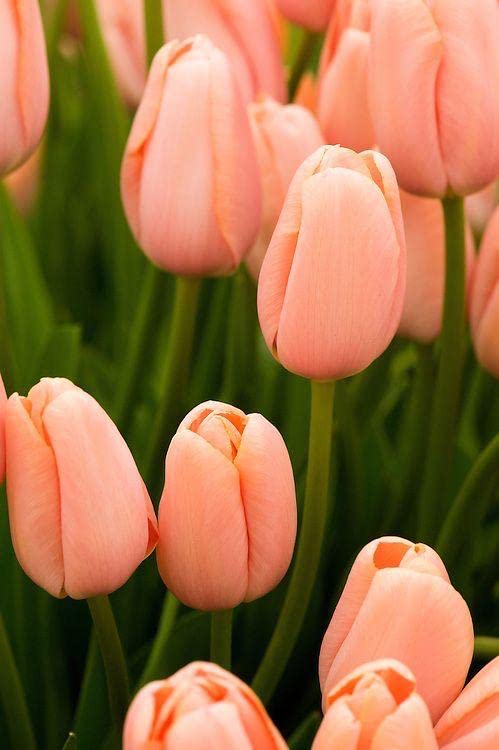 See full amazon price history chart for Radha Krishna Agriculture® Tulips Have High Ornamental Value/Tulips symbolize Eternal Love/Rare Garden Flowers/Tulip Bulbs/Greening Flowers/Orange Color Tulip bulbs-3 Bulbs Radha Krishna Agriculture® Tulips Have High Ornamental Value/Tulips symbolize Eternal Love/Rare Garden Flowers/Tulip Bulbs/Greening Flowers/Orange Color Tulip bulbs-3 Bulbs (B0B6P8WQC2) Amazon Price History, Amazon Price Tracker