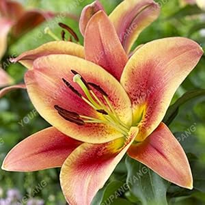 100 semi Pz gigante del giglio di trasporto profumo a buon mercato Lily Seed miscelazione varietà differenti semi di fiore bonsai Per la casa Giardino cachi scuro