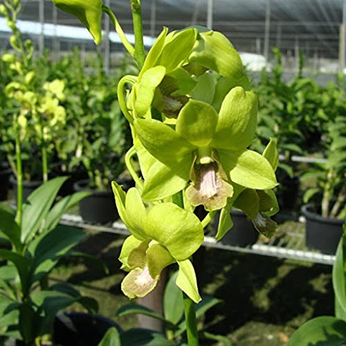 Aiden Gardens Orchid Live Plant Green Dendrobium 1 Healthy Blooming Size Live Plant Including Pot (B093FBQVYK) Amazon Price History, Amazon Price Tracker