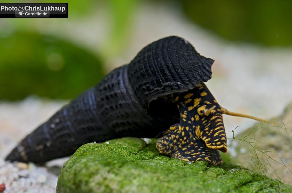 Swimming Creatures™ 3 Assorted Color Rabbit Snail (Tylomelania) Live, Aquarium Exotic Freshwater Live Snail, Random Pick (Size Approx. 1.5")