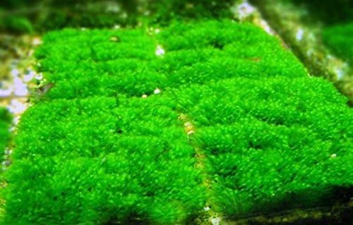 Fissidens spla - Live Aquarium Plant Fish CO2 Tank INV