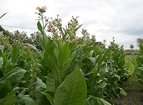 Tobacco Seeds for Planting | Golden Virginia | 500+ Seeds | UK Organic | 2025 Stock
