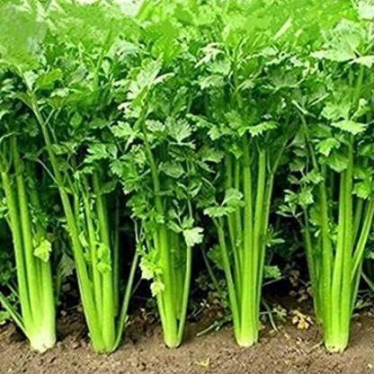 Green World CELERY IMPORTED/DHANAYA SEEDS FOR KITCHEN GARDENING (100 seeds)
