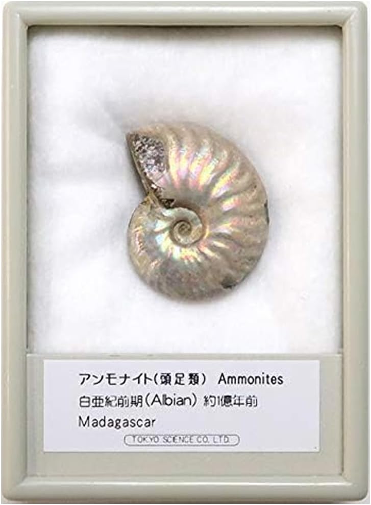SCIENCE Fossil Specimen Ammonite, Rainbow Iridescent Fossil "Ammonite, Rainbow Fossil Ammonites, Calf, Republic of Madagascar Approx. 1.2 inches 30 mm, Approx. 100 million years ago" in Original Specimen Case, Rainbow Ammonite Fossil