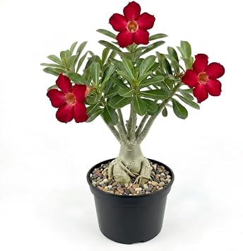 Desert Rose Plant, 4 Inch Potted Adenium Obesum, Low Maintenance Indoor Bonsai Succulent with Striking Red Blooms for Home & Patio Decor