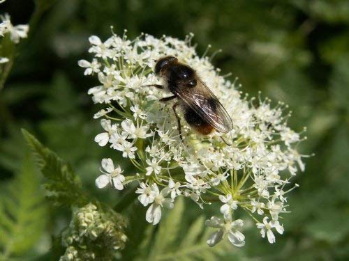 20 SWEET CICELY Myrrhis Odorata Herb Flower Seeds