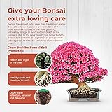 Grow Buddha Bonsai Soil compost food fertiliser medium Bonsai soil compost - Image 2