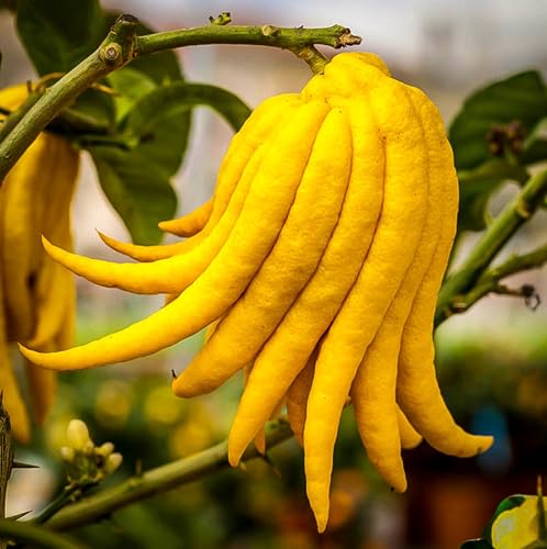 Buddha's Hand Semi-Dwarf Citron Tree 36-48