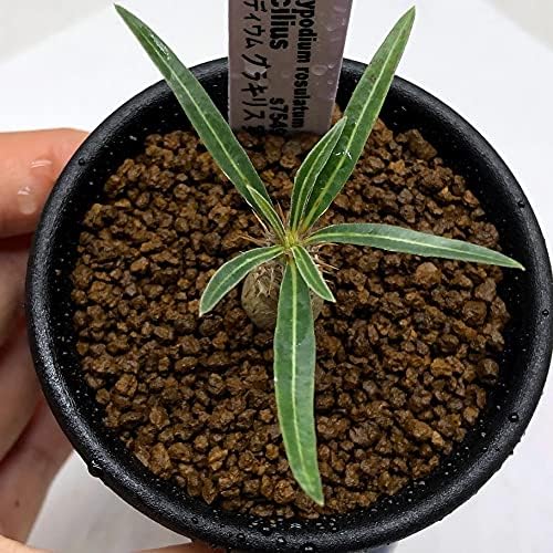 パキポディウム グラキリス 実生 コーデックス その他 Www Bloompsychologyservices Com