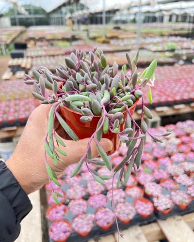 Live Succulent 4" Othonna Capensis Ruby Necklace, Rare Succulents Plants Fully Rooted in 4 inch Pots with Soil, Mini House Plant for Home Office Decoration, Wedding Party Favor - Thumbnail 2