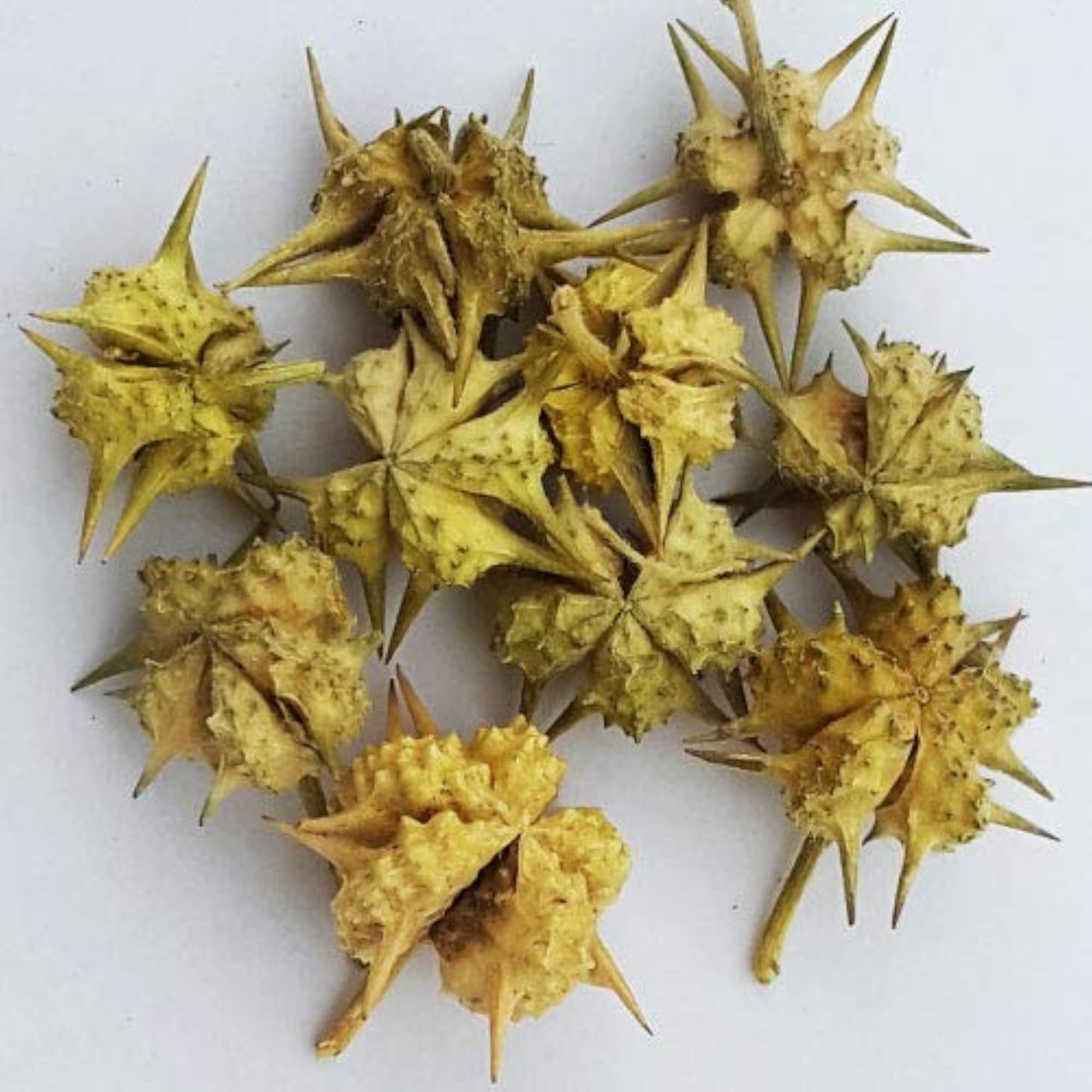 Nerunji Mull Powder, 100g, Gokhru, Nerinjil, Cinnapalleru