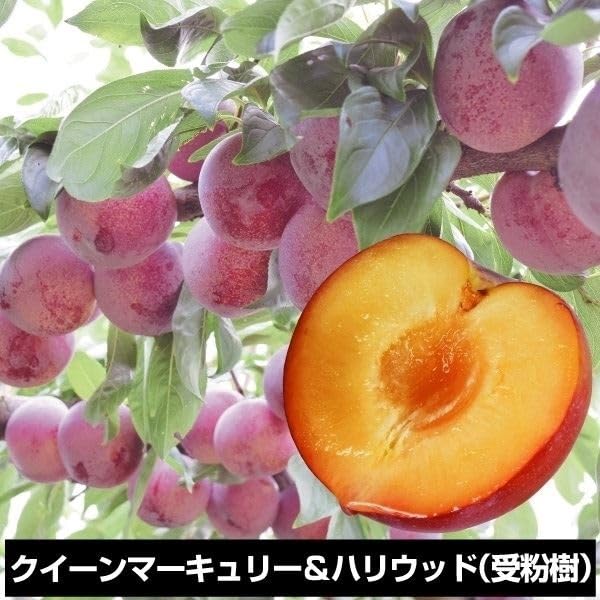 Amazon.co.jp: 果樹苗 スモモ クイーンマーキュリーR（富士野生