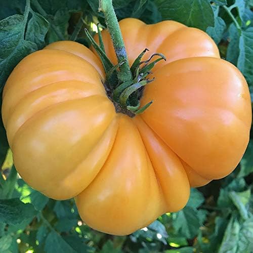 Miniatura 9 de Amana Semillas de tomate herencia de bistec naranja para plantar, más de 50 semillas tradicionales por paquete, semillas sin OMG, (semillas de