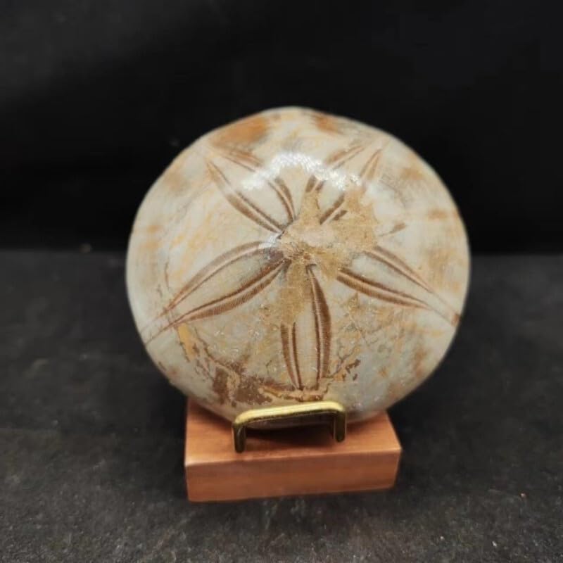 Natural Marine Invertebrate echinoderms sea Urchin Fossil