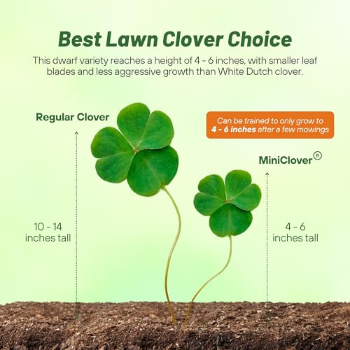 Mini Clover Lawn Seed Blends For Soil Improvement